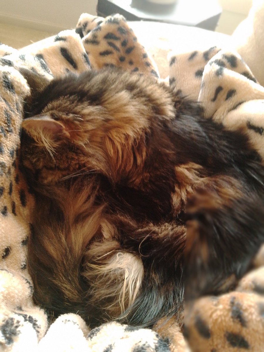 Today's puzzle - which end is Jake's tail?