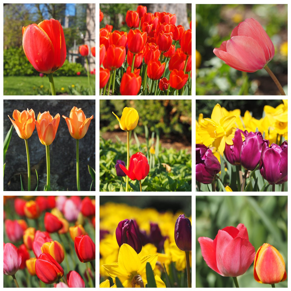 #spring #tulips #Toronto #Queenspark #tulipanes @jo_annie42 @jane_sparrow13 @ArtemisKellogg @vale__ri @littlemore20 @xobreex3 @BillMontei @StormHour @ThePhotoHour @admired_art @SiKImagery @salina_mills @VisualsbySauter @ArtemisKellogg @MrWhoCapture
