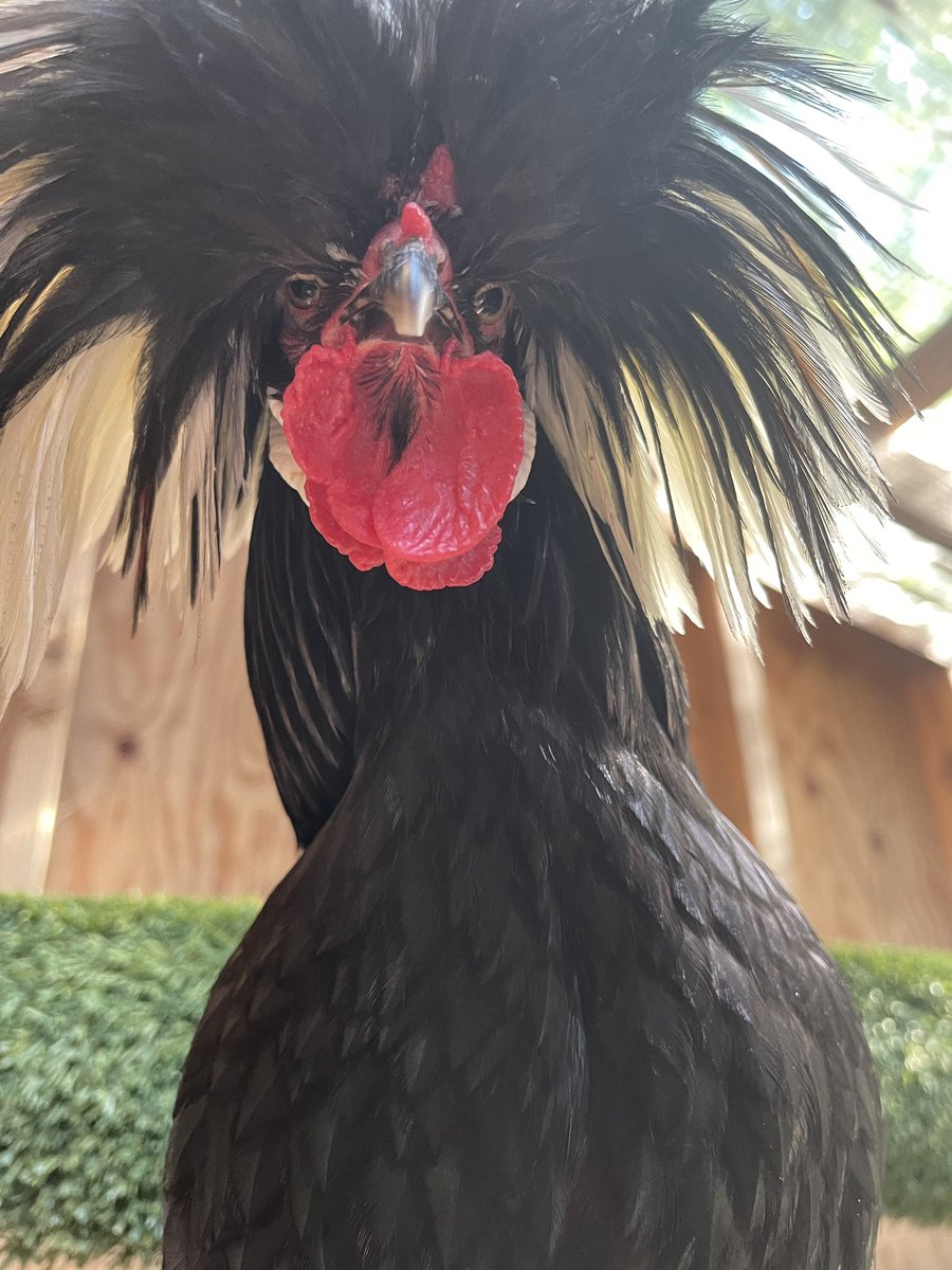 Gershwin, our only rooster, just turned nine years old! 🐔 Time to strut your stuff and celebrate another year older! 🎉 📸: Keeper Alex