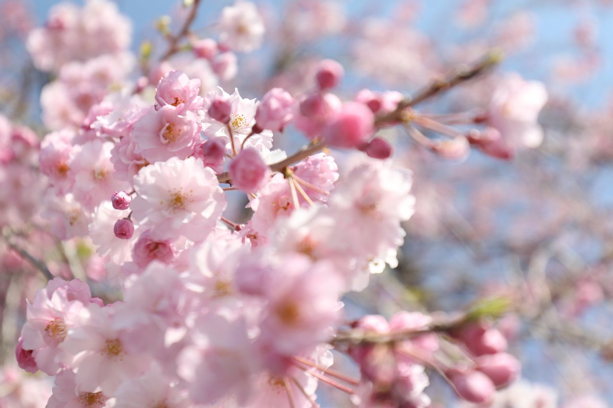 Good Morning with a beautiful flowers. #Flowers #flowerphotography #gardening #garden #nature #flower #NaturePhotography #cherryblossom #sakura