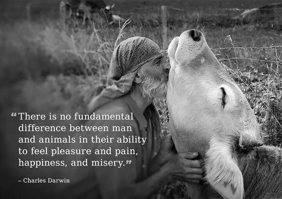 Beautiful quote <3 #animalliberation