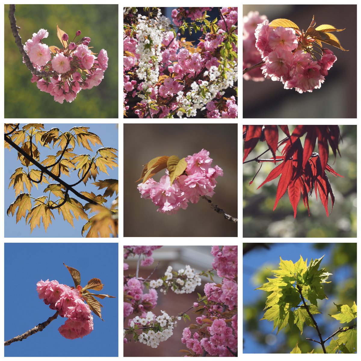 More spring… #spring #blossoms #Toronto #Queenspark #cherryblossom @jo_annie42 @jane_sparrow13 @ArtemisKellogg @vale__ri @littlemore20 @xobreex3 @BillMontei @StormHour @ThePhotoHour @admired_art @SiKImagery @salina_mills @VisualsbySauter @ArtemisKellogg @MrWhoCapture