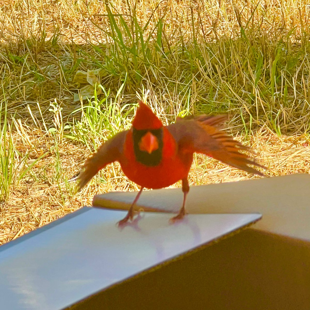 It looks like the original Angry Bird. We gave him sunflower kernels. #cardinal #AngryBirds #PossumKingdomLake #Texas