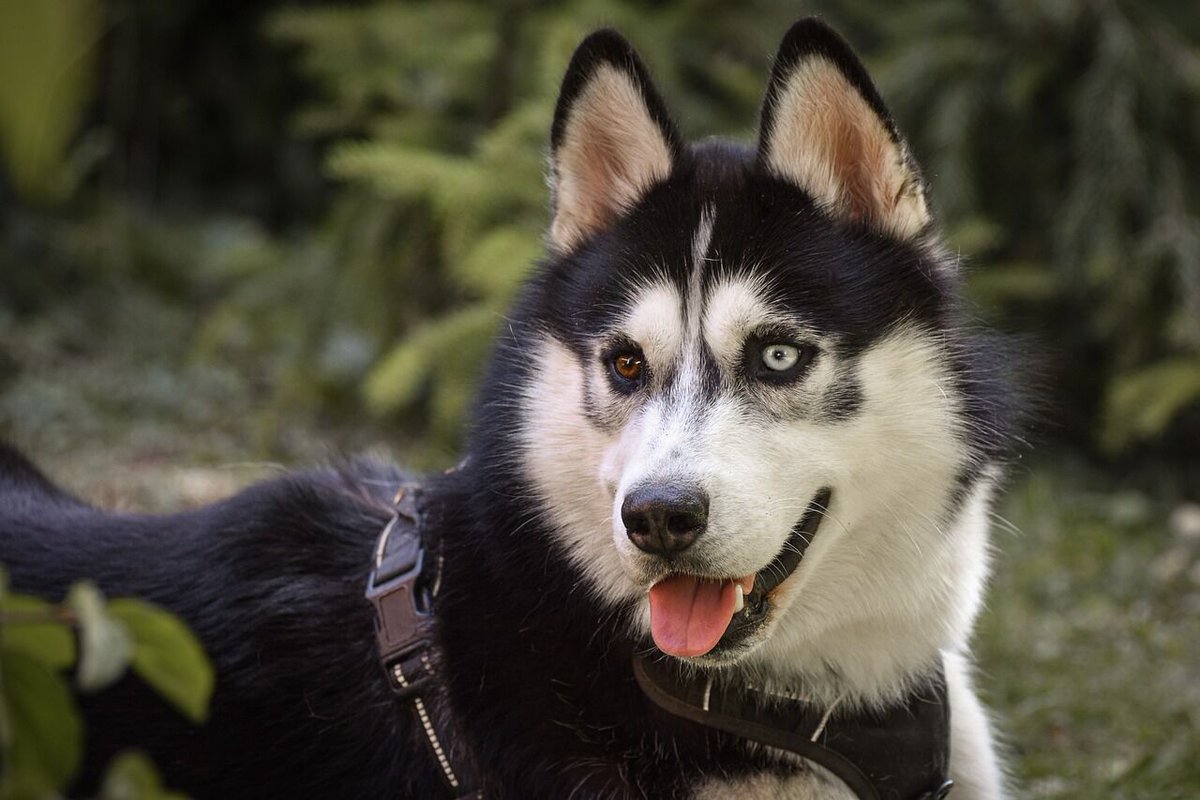 Are Huskies The Worst Dog? – Food for Thought

Huskies, with their striking appearance and vibrant personalities, have garnered a dedicated following among dog lovers. Known for their wolf-like features and stunning blue or multi-colored eyes, they are as beautiful as they are