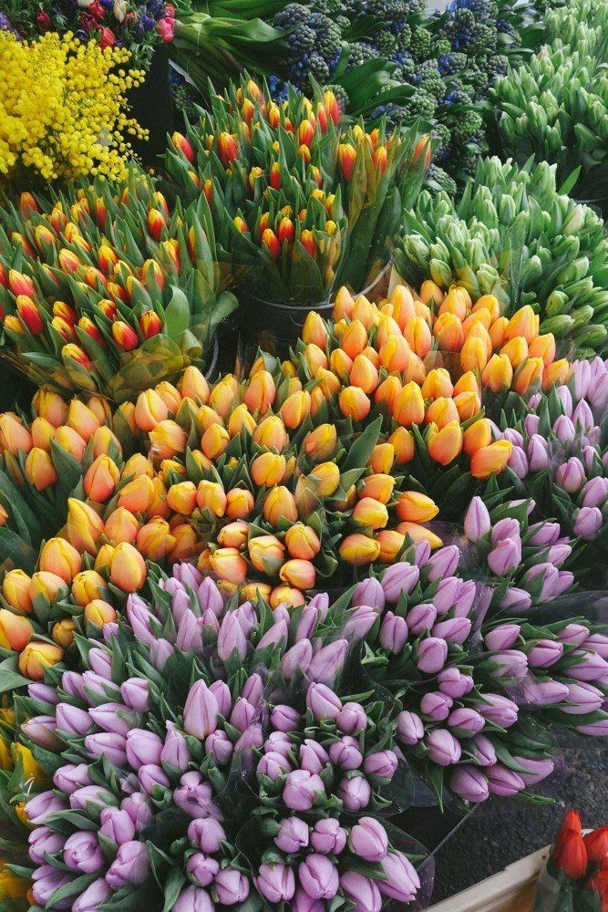 tulips