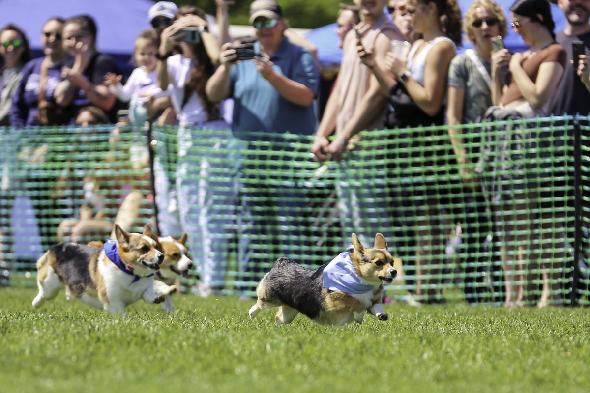 #TBT to last year's Corgi Races! The 4th annual Omaha Corgi Races are this Saturday! Go out and watch man's best friend on the 11th! @OmahaCorgis