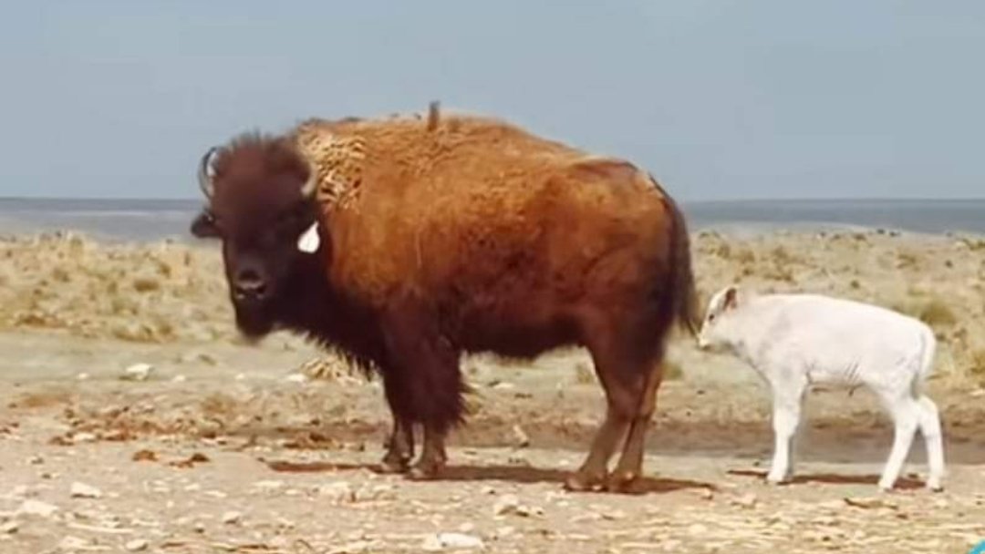 1) A white Buffalo has been born 4/25/24 in Kansas. For those who don't know the prophecy of the White Buffalo Woman, it is the most significant prophecy of the Lakota people, others like Comanche and Navajo see it as a sign of things changing in the world and better times coming