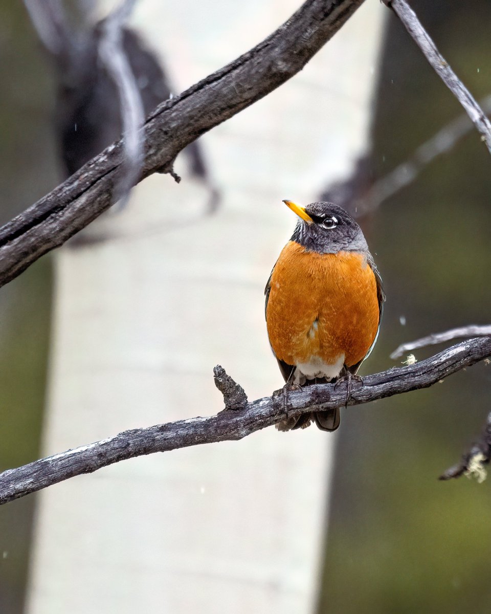 An American robin during a late spring snowfall in Banff National Park.

#mybanff #explorealberta #birdphotography