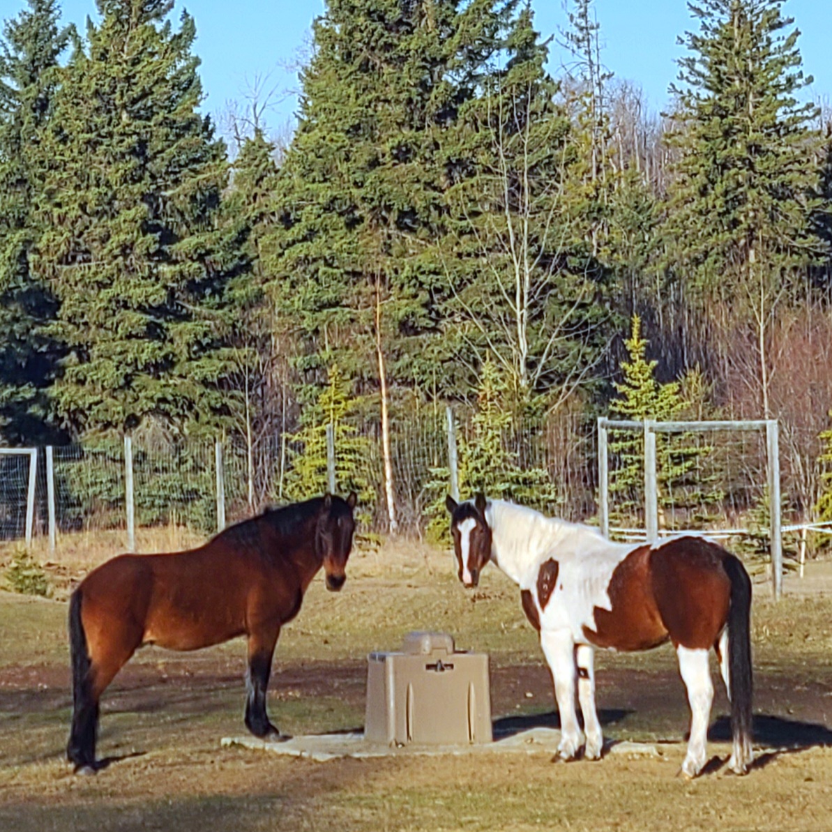 Wildie News!  Wildie Zeus and Bailey hang out at the waterer.  This boy took years to REALLY socially integrate with the herd.  Even at his age, we still see huge changes in his pride and confidence.  #wildiezeus #zeus #wildhorses #wildhorsesofalberta #painthorse