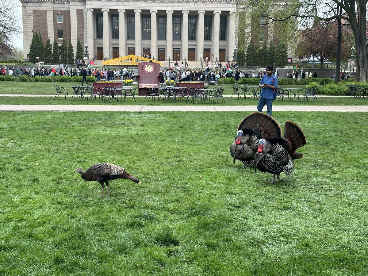 Here’s the Turkeys milling around as protesters march back to the former encampment site to hear from the organizers about the deal reached with University of Minnesota.