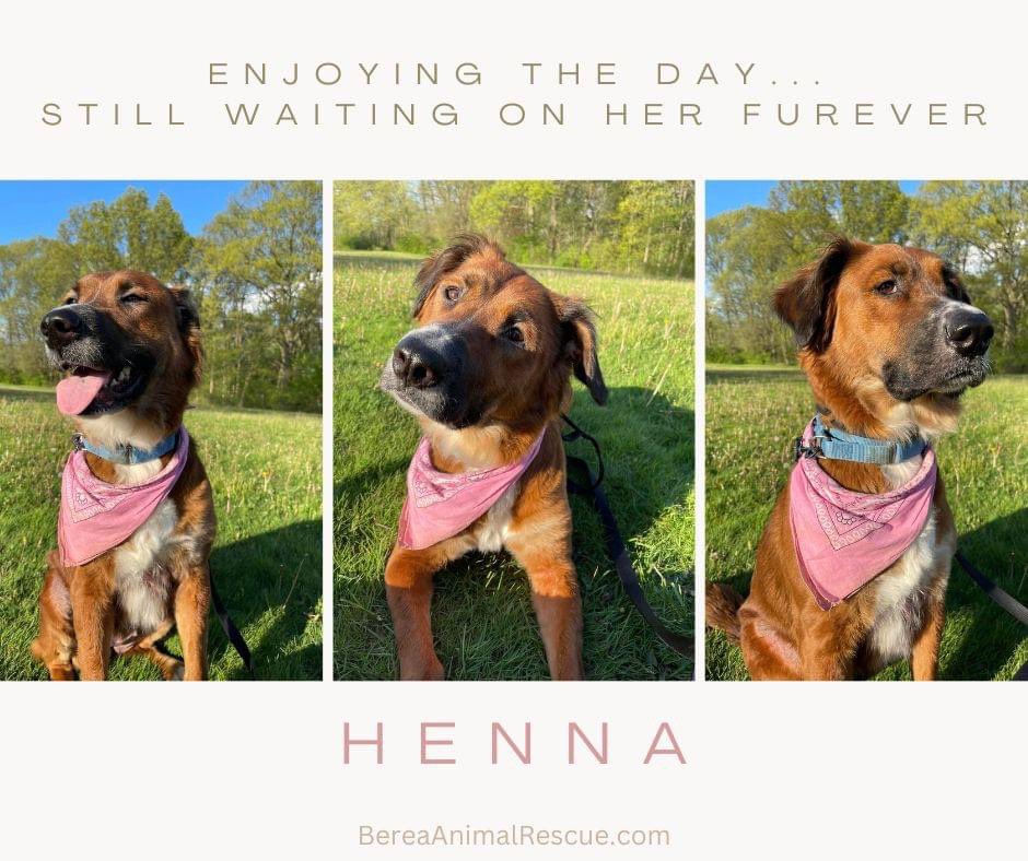 BereaARF's tweet photo. AVAILABLE FOR ADOPTION: Poor Henna! She is still in need of a home. We do not understand why she is being overlooked.  Please read her attached biography. If you’re not looking to adopt, we’d appreciate it if you would share this post.
#AdoptMe #Ohio #Rescue #LorainCounty 💝 https://t.co/10mVc8wR3Q