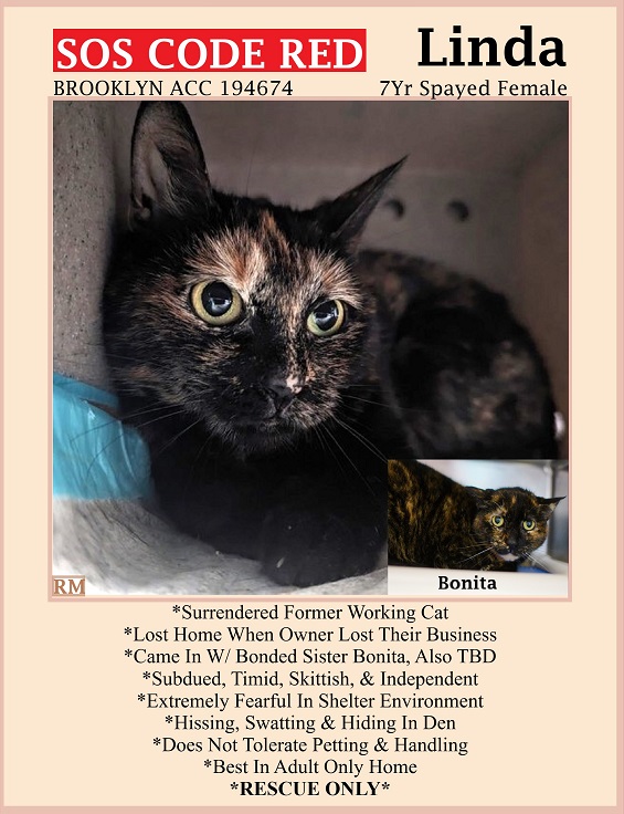 🆘CODE RED🆘5TH CHANCE TBD SAT 5/4/24🆘PLEDGES NEEDED🆘 💘TERRIFIED 7YO #TORTIE KITTY 'LINDA'💘 😿💔OWNER SURRENDERED, TBD BECAUSE SHE'S SCARED 🚨NEEDS #RESCUE #FOSTER ASAP🚨 ▶194674 facebook.com/photo/?fbid=82… 🚨NEW HOPE RESCUE ONLY🚨 🙏🏽#PLEDGE 2 #SAVEALIFE #BROOKLYN #NYCACC #CAT