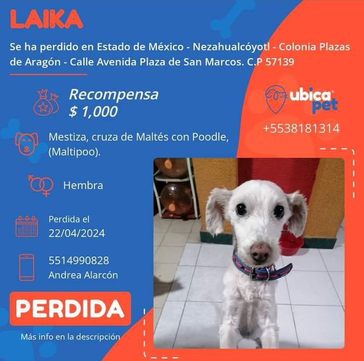 🟠 PERDIDA 🟠 👉 Más info: ubicapet.com.mx/perdidos/laika… P5443 ▪️Laika ▪️Hembra ▪️Mestiza, cruza de Maltés con Poodle, (Maltés). ▪️Blanca ▪️Estado de México ▪️Nezahualcóyotl ▪️Colonia Plazas de Aragón