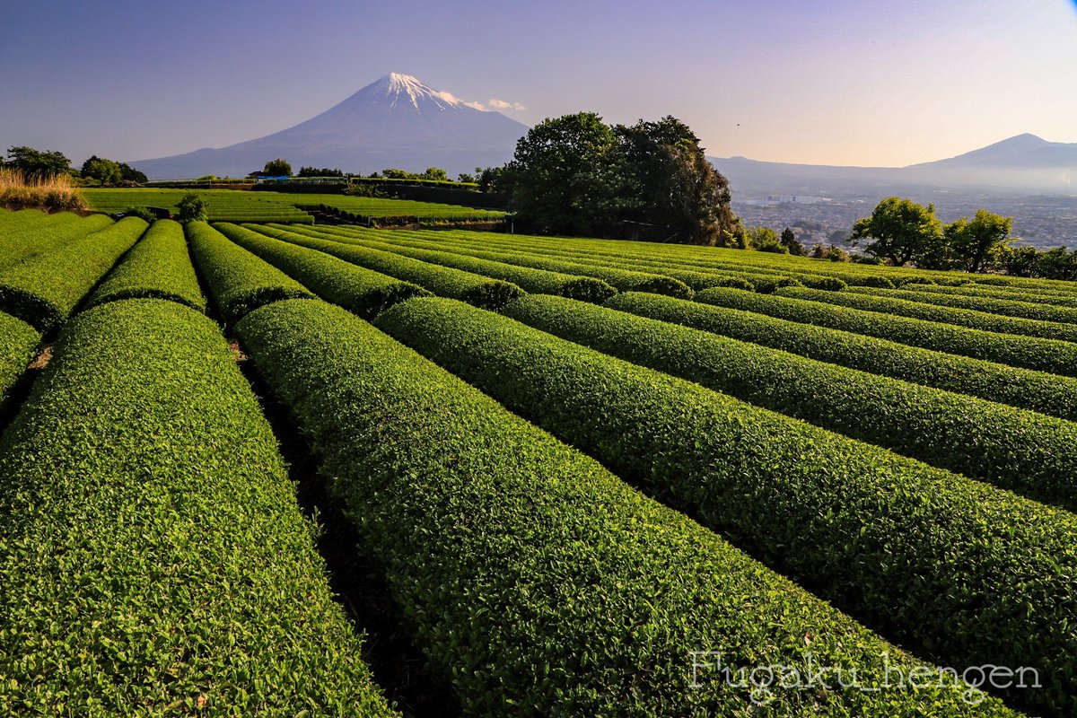 静岡ならではの富士山が絶景〜🌿🌿😍
#富士山