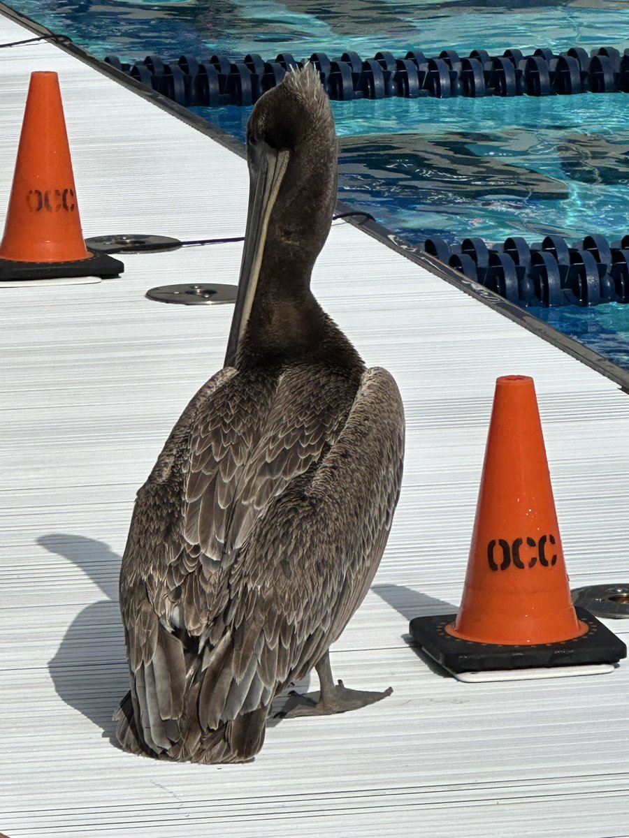 Today’s unofficial mascot for the 3C2A Swimming and Diving State Championships has arrived! Yes, it’s HUGE!!! @cccaa_sports @orangecoast