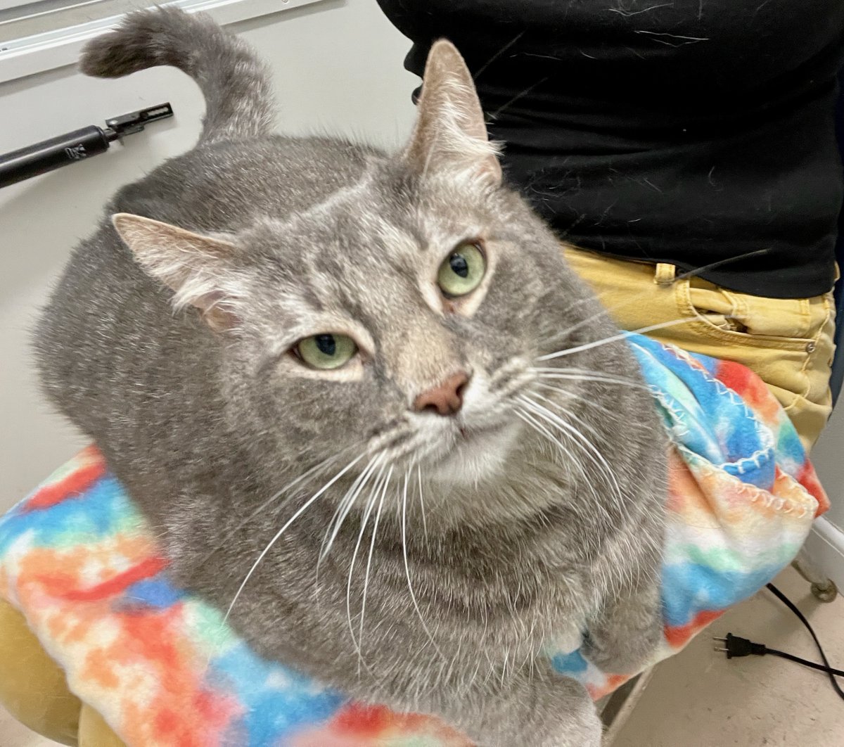 Dorian's been sneezing so he's in isolation due to contagion risk😿This big boy is a good patient. We visit him last, to avoid spreading germs. He imediately jumps on our lap for extra TLC.❤️#cats #pets #va #virginia #wednesday #adoptdontshop #dc #washingtondc #maryland #kitty