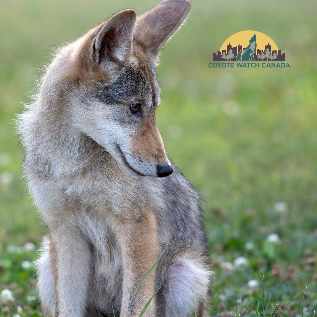 Coexistence is a daily intention. How to live with thoughtful intentions fosters harmony between people and nature. Check out our blog ⬇️ rb.gy/dsoem9 #Coexistence #community #peacefulcoexistence #canids #compassionateconservation #compassionateEyE #nature #bekind