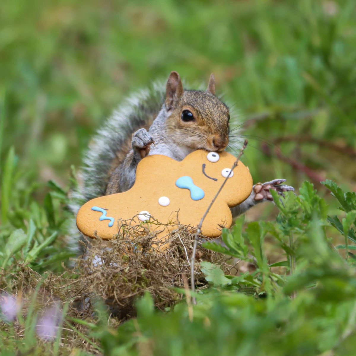 Who doesn’t like a gingerbread man? 🍪🐿️😄
Photo by Matthew James Fox.
#squirrel #NaturePhotography #NatureLover #NatureBeauty #nature #WeAreNature #PhotoOfTheWeek #photooftheday #photographer