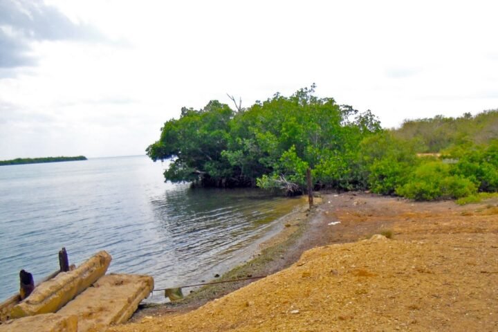 El monitoreo de manglares mediante imágenes satelitales en la Ciénaga de Majaguillar contribuye a la protección de esos ecosistemas en el Área Protegida que se ubica en el norte de #Matanzas, según autoridades ambientales. En #PeriodicoGiron: giron.cu/2024/05/02/ima…