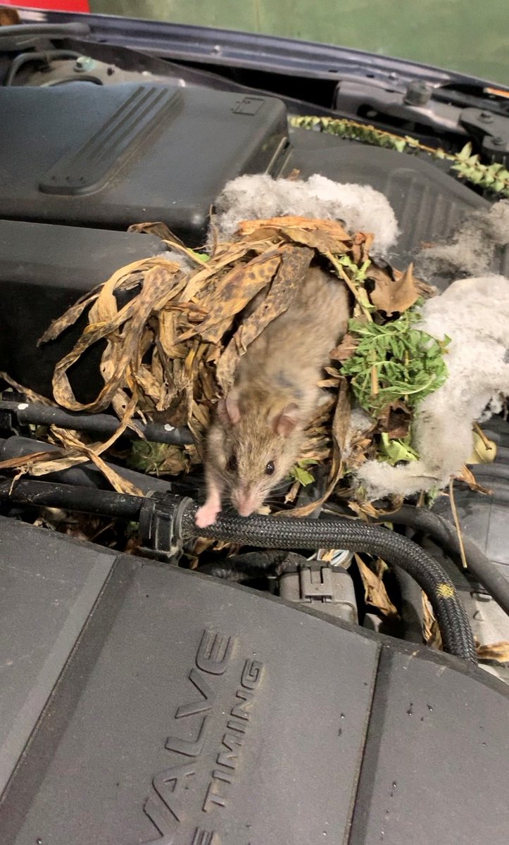 The next Year of the Rat isn’t until 2032, so no need to let these critters make a home in your vehicle. Warrant of fitness inspections help keep you safe, but inspectors can't do their job when there are obstructions like this. Inspectors will refuse to do a WoF check.
