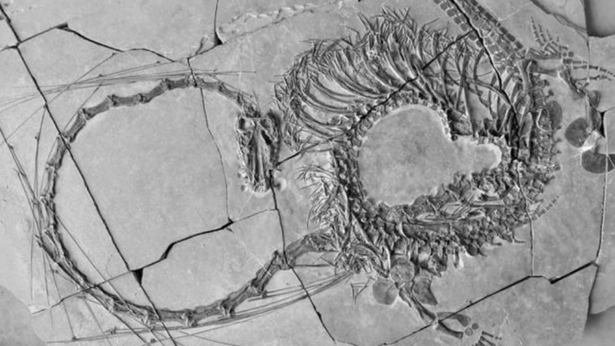 240-Million-Year-Old ‘Dragon’ Unearthed in Fossil

Scientists have uncovered a remarkably complete new fossil of a 5-meter-long marine reptile from the Triassic period.

The creature’s history dates back 240 million years, and due to its exceptionally long neck, it is referred to…