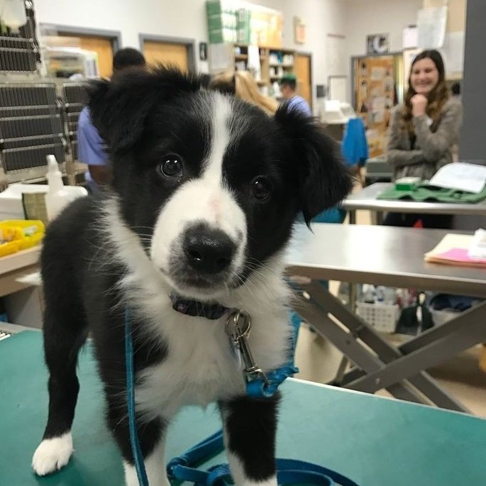 kentonobeco's tweet photo. ⠀          𝐶omo veterinário, sabia que é crucial enfatizar a importância da vacinação regular para seus pets? 𝐴s vacinas protegem seus amigos peludos contra doenças graves e muitas vezes fatais, como a raiva, a cinomose, a parvovirose e a leptospirose. https://t.co/ijYtoixUo4