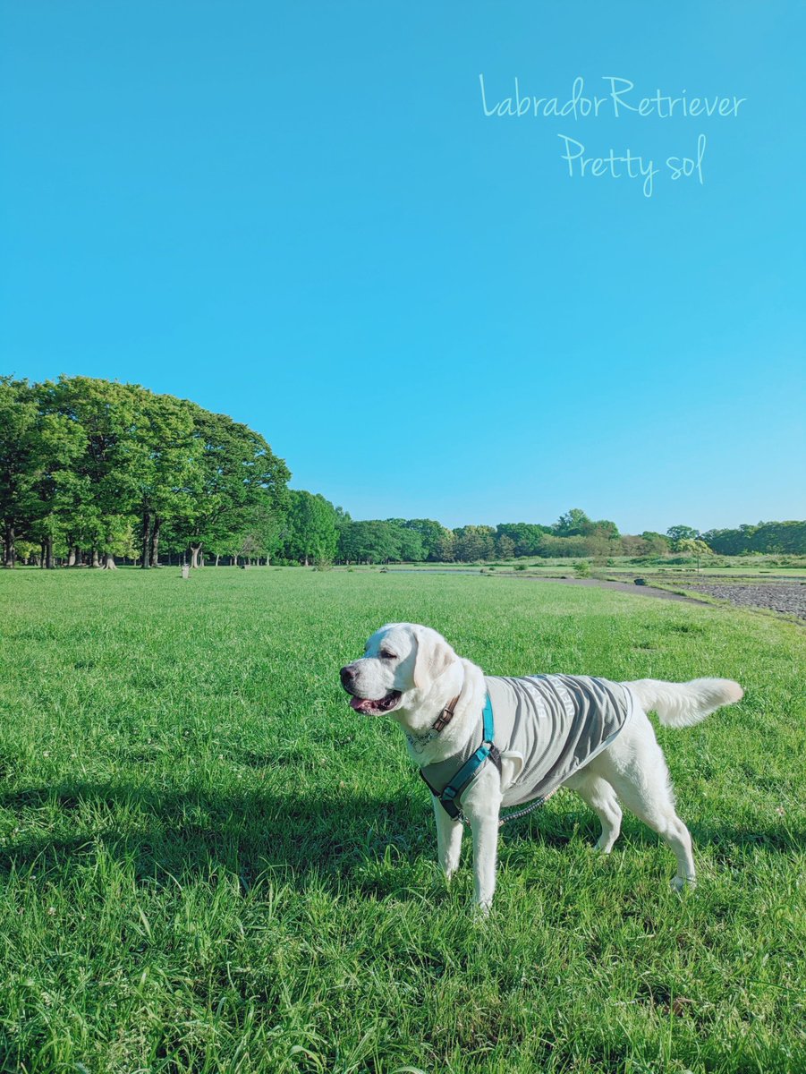 今朝は大きな公園へ⛲ とても良いお天気☀ 少し気温低めで清々しい 気持ちいいお散歩 ご機嫌ソルさん🐻‍❄️🩷 #ラブラドール #ラブラドールレトリバー #Labradorretriever #犬　#ドッグ　#Dog #犬のいる幸せ #犬との暮らし　#お散歩