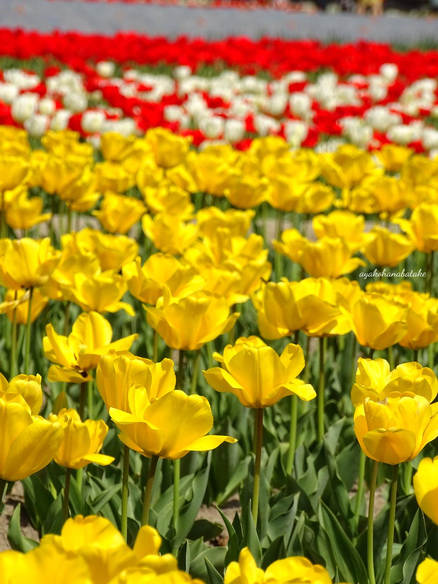 おはようございます✨
お天気が良く、お出かけ日和ですね😊
お出かけの方は紫外線対策忘れずに🌞

⁡#キリトリセカイ⁡
⁡#ファインダー越しの私の世界⁡
#花が好き #私の花の写真
#花のある景色  #花のある風景
#TLを花でいっぱいにしよう
#チューリップ