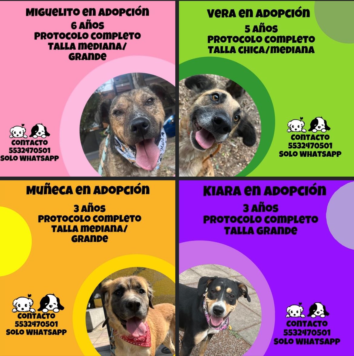 Oigan,aquí tenemos a varios perritos en busca de un hogar 💚 No prometemos que todo será fácil los primeros días,pero tener a uno de nuestros rescatados en su familia créanme que será la mejor decisión de su vida.🥰 Adóptalos 🙂 Estamos en CDMX 🐶