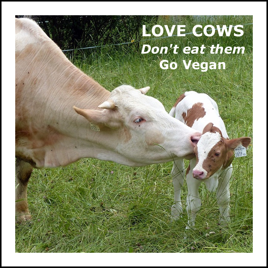 Love Cows. Don't eat them. #GoVegan
