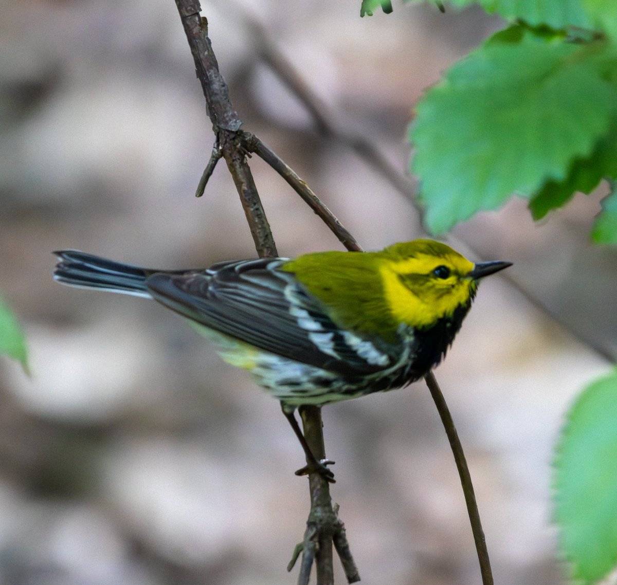 The morning started slow, but really got going once the sun came out!
- Blue-headed Vireo
- Cape May Warbler
- Black-throated Blue Warbler
- Black-throated Green Warbler
#birdcpp #birding #birdwatching #springmigration #nycwildlife #wildnewyork #birdphotography