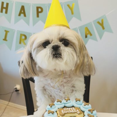 แทฦแฦฌแ ๐คs @fluffypupalice (@littlebeastben) on Twitter photo fank yooz <a href="/ZombieSquadHQ/">ZombieSquadHQ๐๐๐งก๐๐ฉตยฉ</a> pals fur de birfday wishez!๐๐๐ป๐ #zshq fank yooz <a href="/ZombieSquadHQ/">ZombieSquadHQ๐๐๐งก๐๐ฉตยฉ</a> pals fur de birfday wishez!๐๐๐ป๐ #zshq