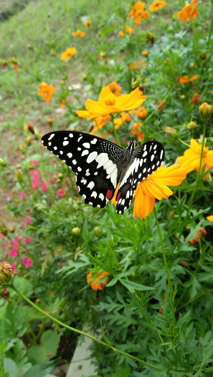 No garden truly blooms until butterflies have danced upon it. Have a wonderful day friends. #butterfly #Flowers #nature