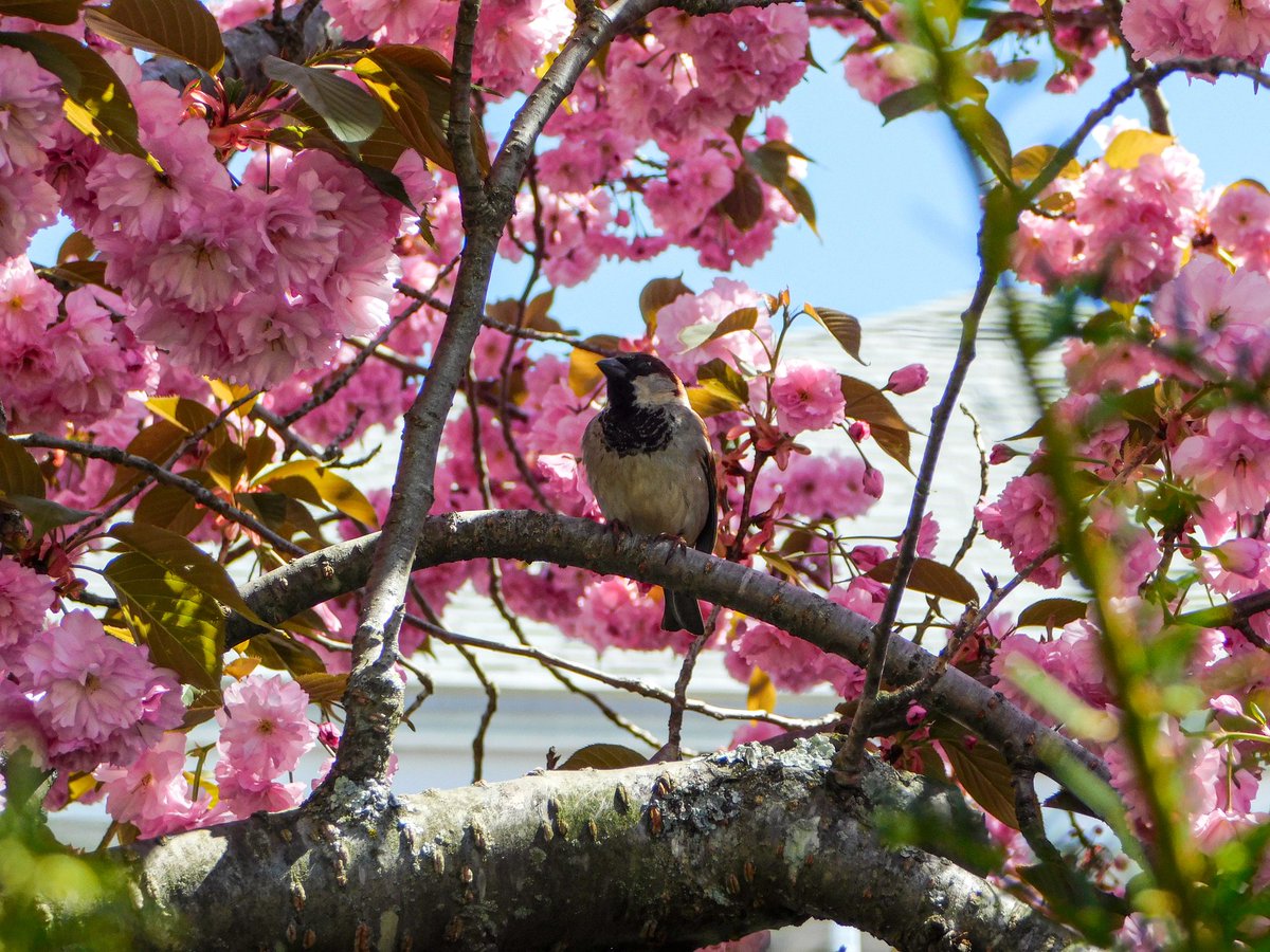 How do you do, little sparrow? 🥹🌸

#housesparrow #photography #cherryblossoms #nikon