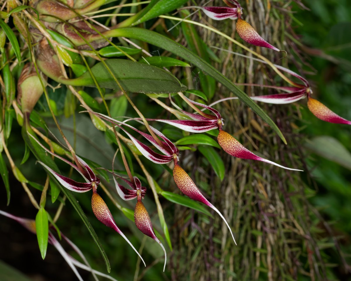 The 'Queen of Codonosiphon' (sounds exotic, right!? I made it up 😉). Bulbophyllum aristilabre J.J.Sm, from section Codonosiphon, is a relatively large (for the section) endemic epiphyte found growing in the lowland and lower montane forests of New Guinea…