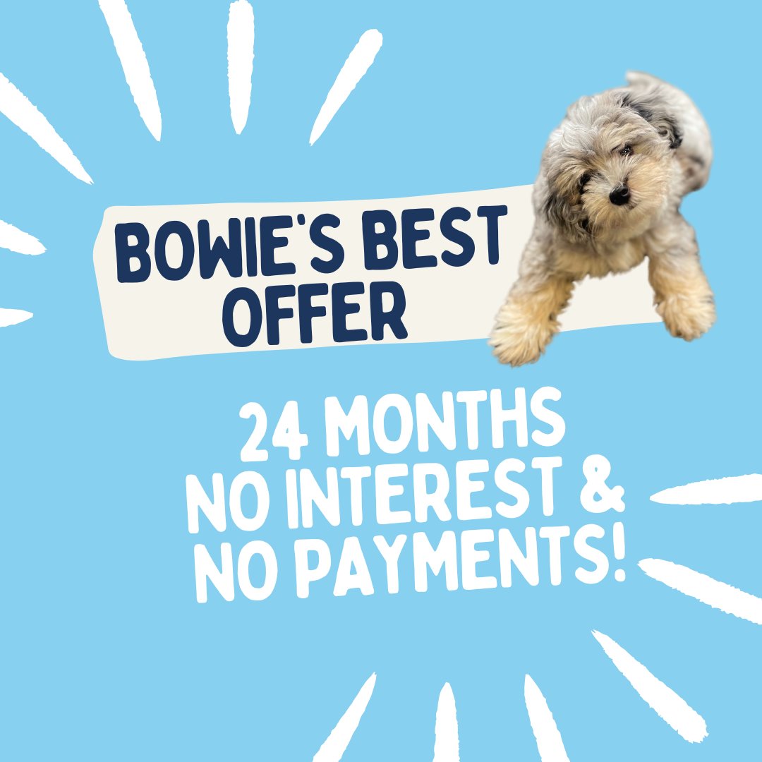 uwdcincinnati's tweet photo. Thank you, Sherry, for your review! We're thrilled to have satisfied customers like you. As a token of our appreciation, enjoy 24 months of no interest and no payments, courtesy of our best pup, Bowie!
Learn more > https://t.co/Inl9pfVEkC
#UWDCincy #HomeImprovement #Windows https://t.co/csHLltMS1P