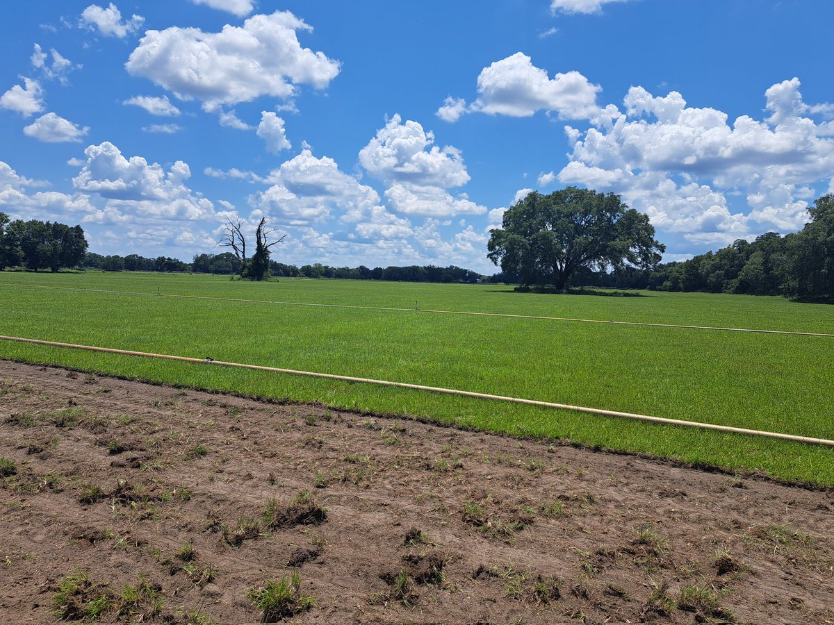 Spent part of today inspecting some actual farm grown Bahia. If anyone needs good, clean Bahia, check out Meadowbrook Acres in central Florida.