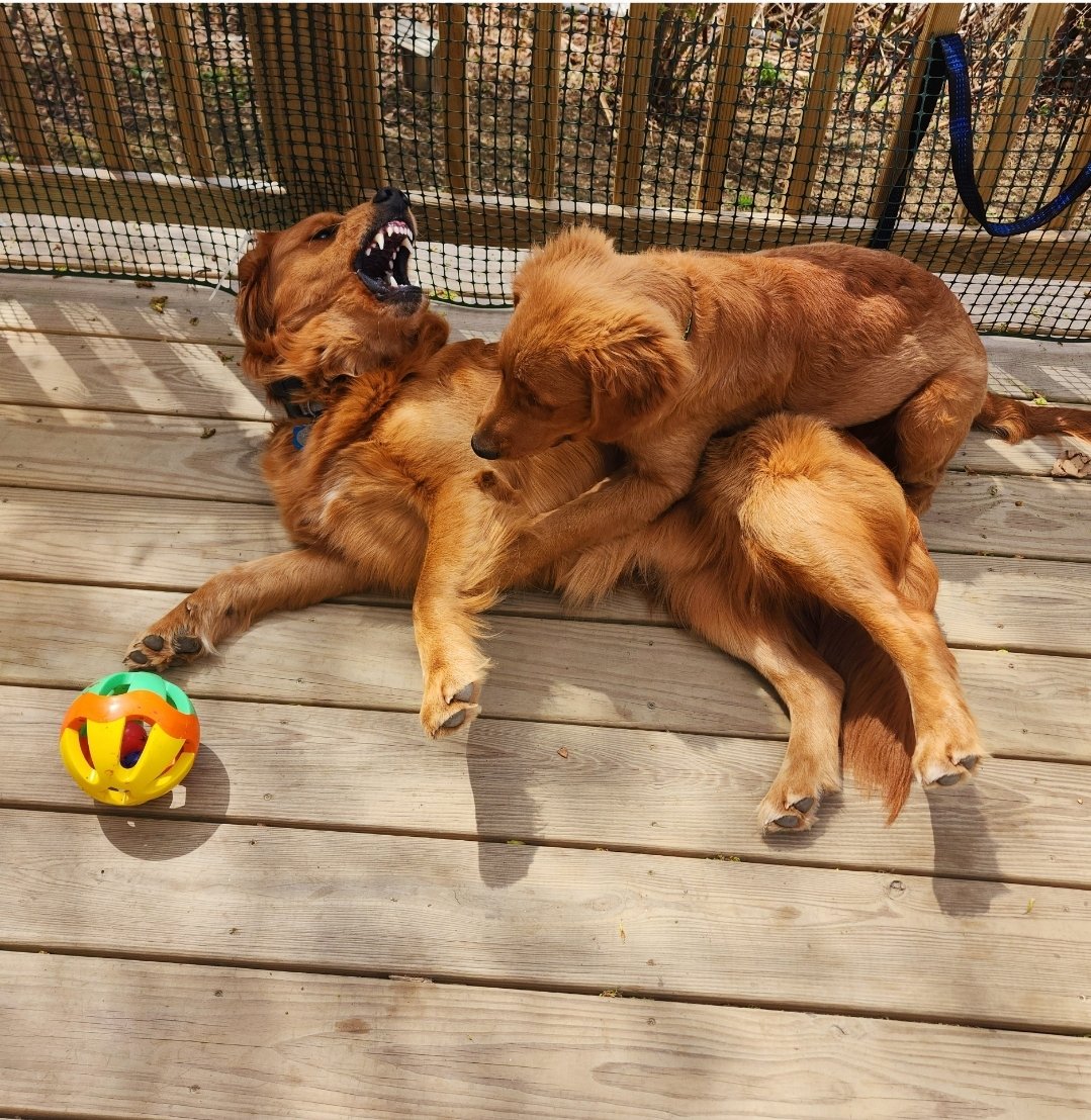 #ThrowbackThurday to exactly one year ago when a very young Waffles shows no fear in going for the ball. #dogsoftwitter #goldenretriever