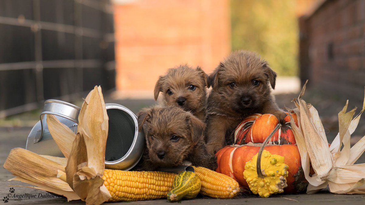 My #today's #doggy #dogs are: Norfolk Terriers [II]