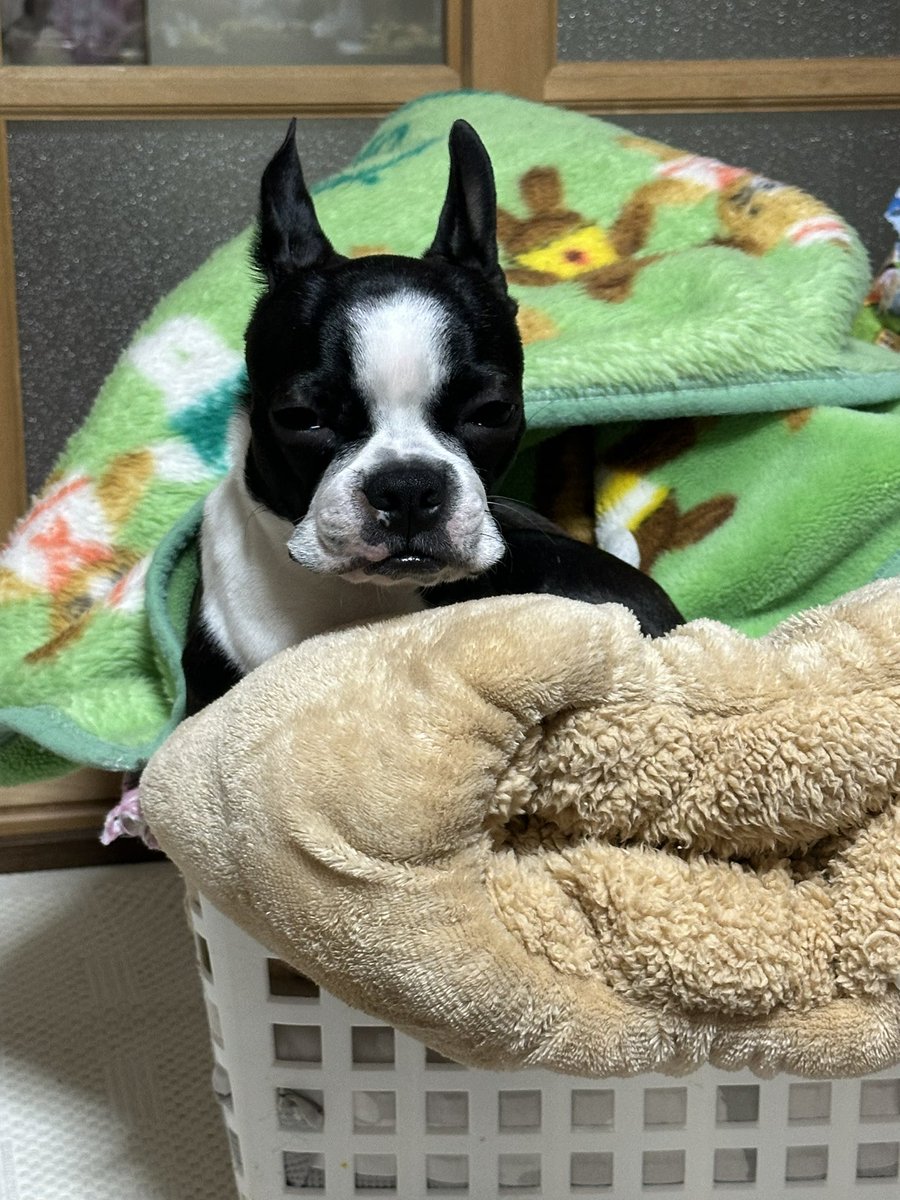 田舎に帰省！さくら、めっちゃ馴染んでますね😀
#ボストンテリア #ボステリ #bostonterrier #鼻ぺちゃ #犬 #イヌ