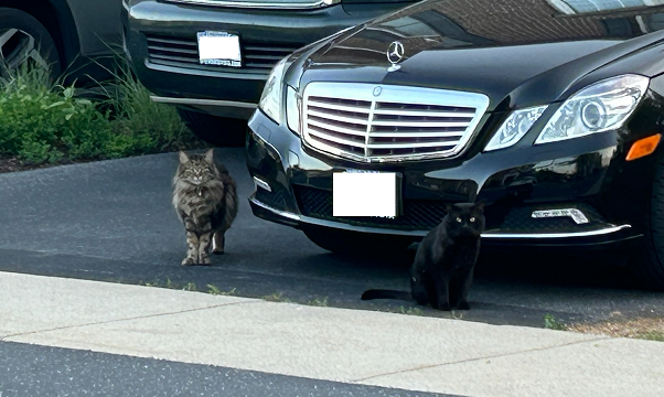Here's my pals Forest & LB (void) hangin in the neighbor's driveway. I fed LB since he was a scrappy dumpster kitten 7 yr ago. Forest may have had a home, but he's out all night, so not sure now... but he gets fed too. Love how they form friend groups... they adventure together.