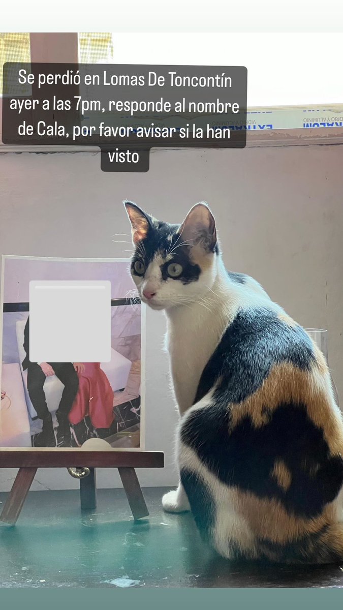Ayer se perdió mi gatita, si me ayudan compartiendo 🥺