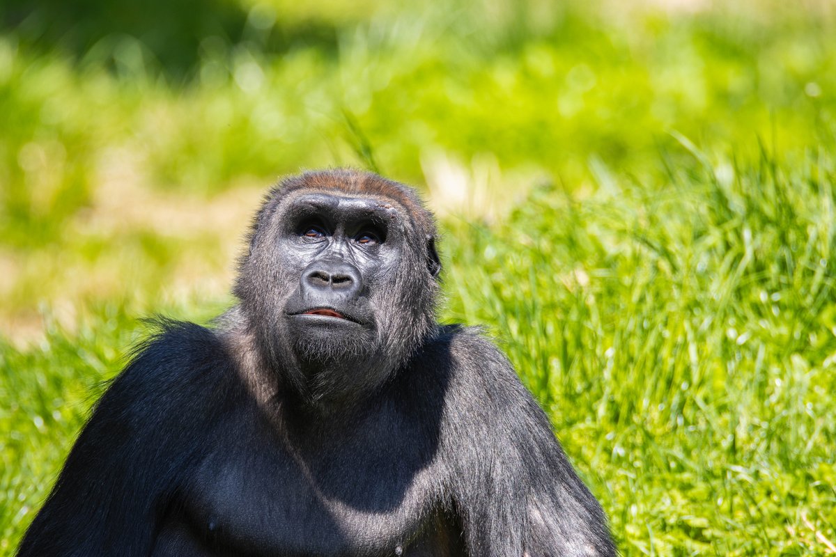 Give a warm welcome to Patty! 🦍 We're so excited to introduce you to the newest member of our western lowland gorilla troop. This 11-year-old female came to us from @lincolnparkzoo in Chicago on a Species Survival Plan (SSP) breeding recommendation with our silverback, Motuba!