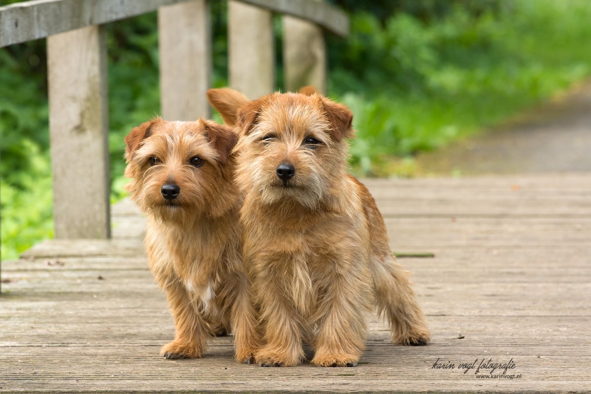 My #today's #doggy #dogs are: Norfolk Terriers [I]