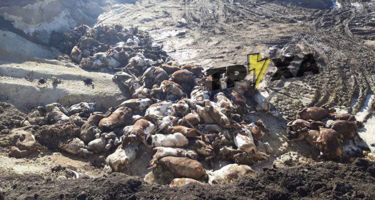 🤬🤬🤬🇷🇺orcs machine gunned hundreds of cows to death near Kharkiv, potentially as an attempt to starve millions of Ukrainians continues. 🖕🇷🇺💩
