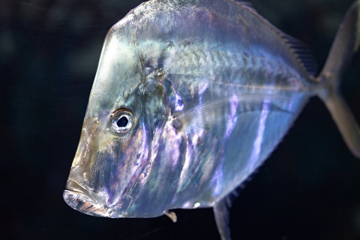 Up-close look! Lookdowns are a fish species related to jacks, and can be found from Maine down to Uruguay. Their mouths can actually extend pretty far open, allowing them to consume larger prey than you'd expect, such as crabs! 🦀 Photo description: a lookdown fish, up close.