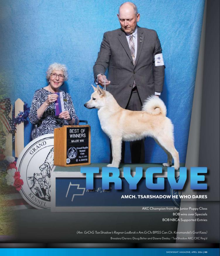 AMCH. TSARSHADOW HE WHO DARES

Beautiful Trygve!💙

Breeders/Owners: Doug Belfer, Dawne Deeley

t.ly/2lJWa
showsightmagazine.com/norwegian-buhu…

#norwegianbuhund #buhund #purebred #dogshow #dogshow2024 #bestinshow #bestinshowsight #showsightmag