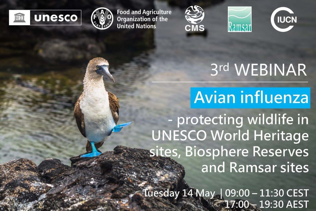 📢 Don't miss the 3rd webinar series on “How to protect wildlife from avian flu in UNESCO World Heritage sites, Biosphere Reserves and Ramsar sites”. Be a part of the first session on May 14, 09:00 CEST by registering here: buff.ly/3WnKpyf