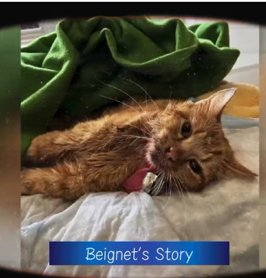 Beignet was rescued from a cat colony, wobbling and falling down. He was diagnosed with obstructive hydrocephalus and is being treated at Blue Pearl with care in excess of $10,000. He is the most loving and deserving cat. Make a life saving donation: igfn.us/f/4pra/n