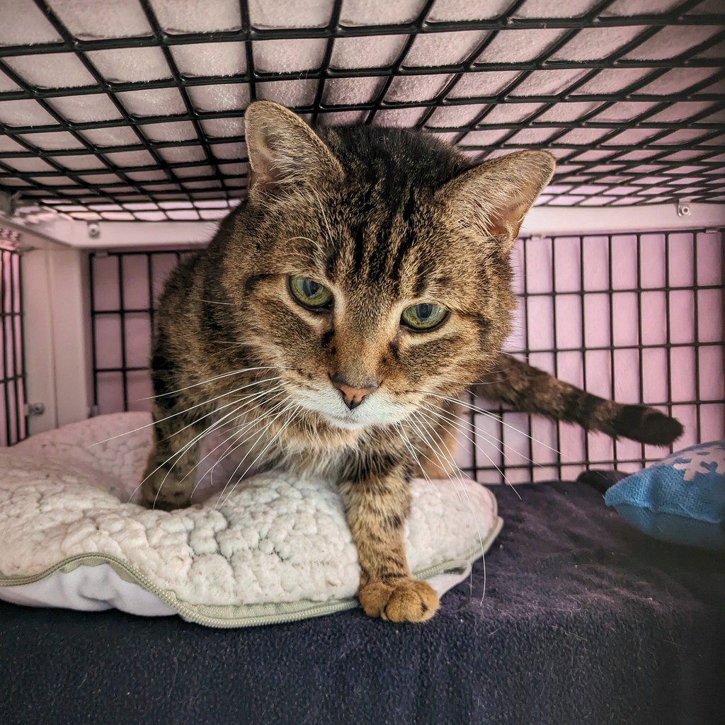 Say hello to cozy cuddles with me, Lorraine! 🌞 From a stray to a stay-at-home companion, I'm here to fill your life with purrs & peace. My adoption fee is only $50 until May 15 for @BISSELLPets Empty The Shelters! 🏡💖 #TreeHouseCats #SeniorCats #AdoptMe #Chicago